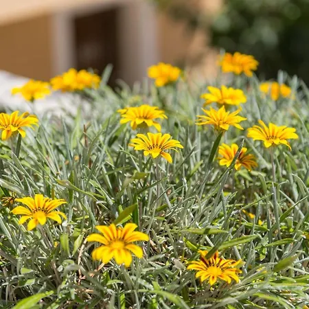 Appartamento Bellavista *